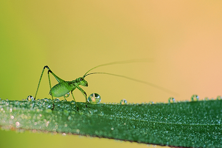 Probabile neanide di Phaneroptera sp.